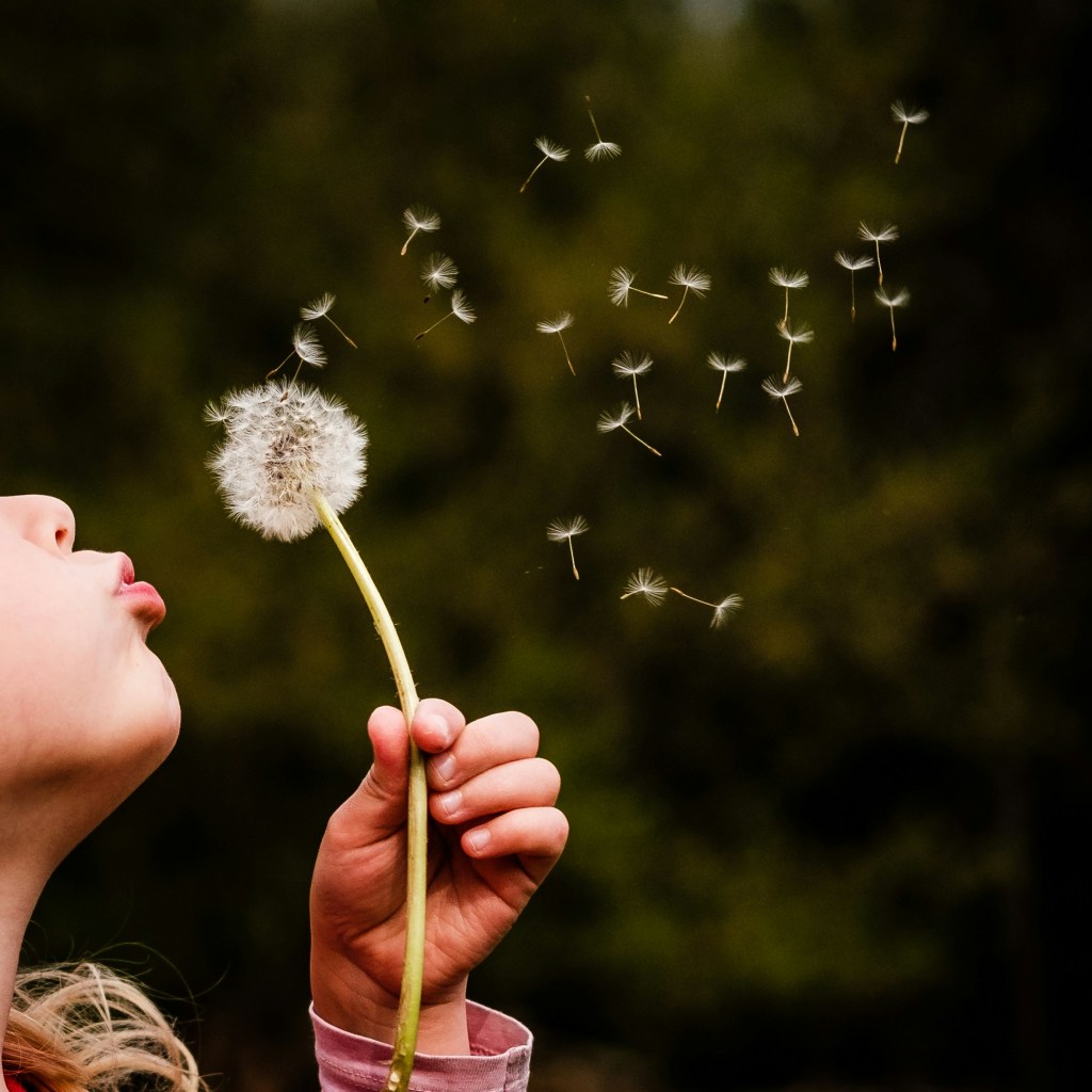 Child blowing dandelion seeds into the air