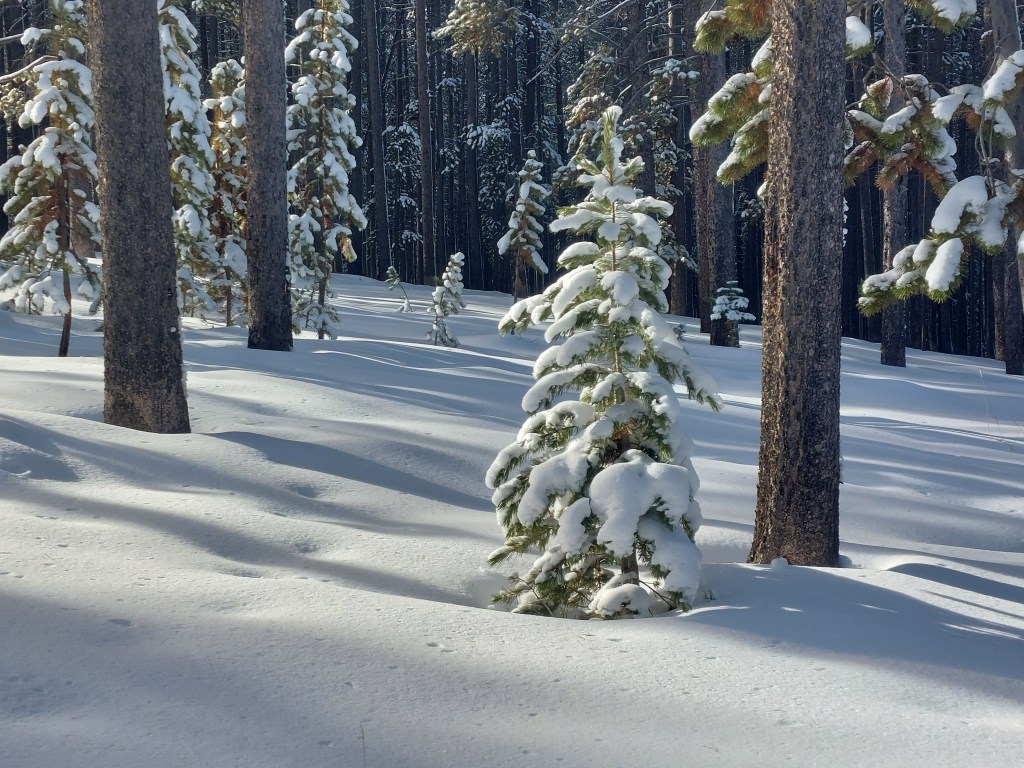 Snowy pine tree in a forest.