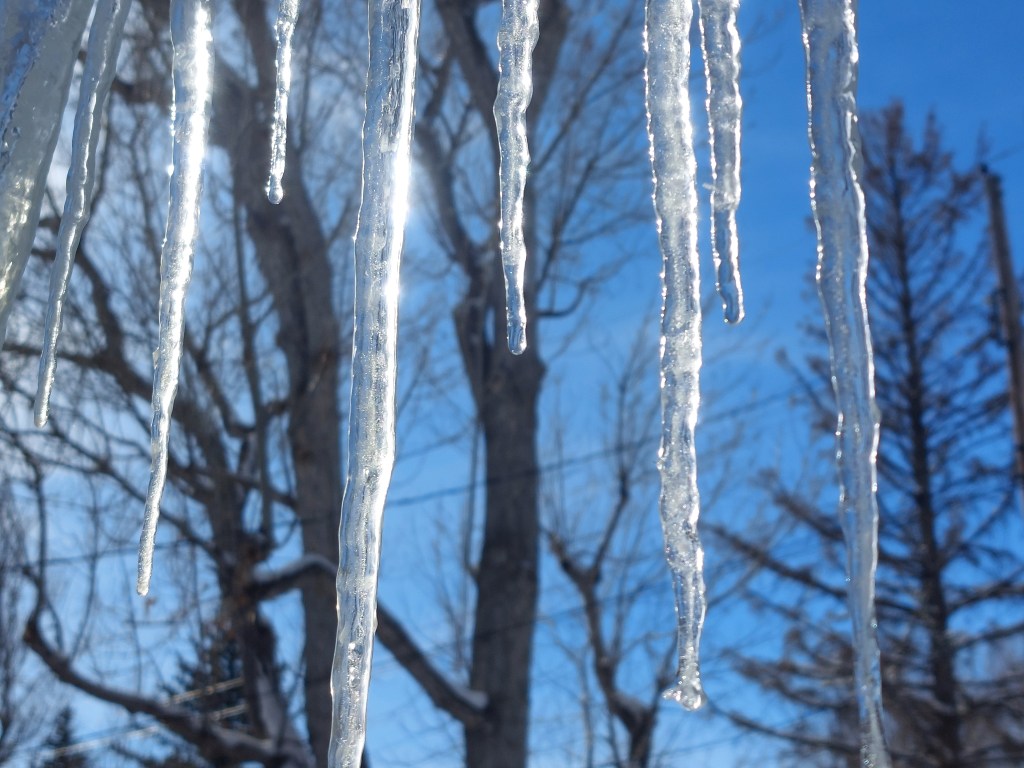 Icicles with the sun shining on them.